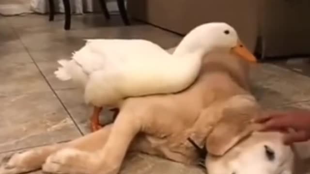 Take it back to its nest