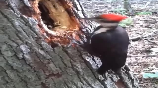 Strong Nose