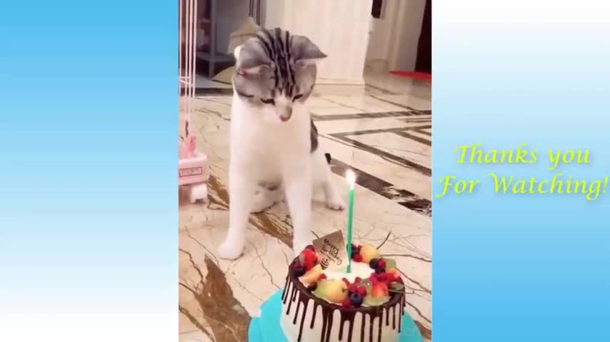 Funny Animal Videos TikTok 2022