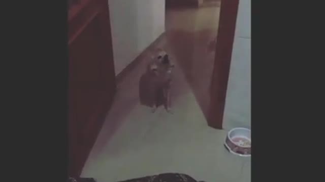 Baby-singer