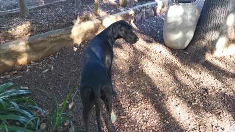 Young Pup Is Easily Distracted While Exploring