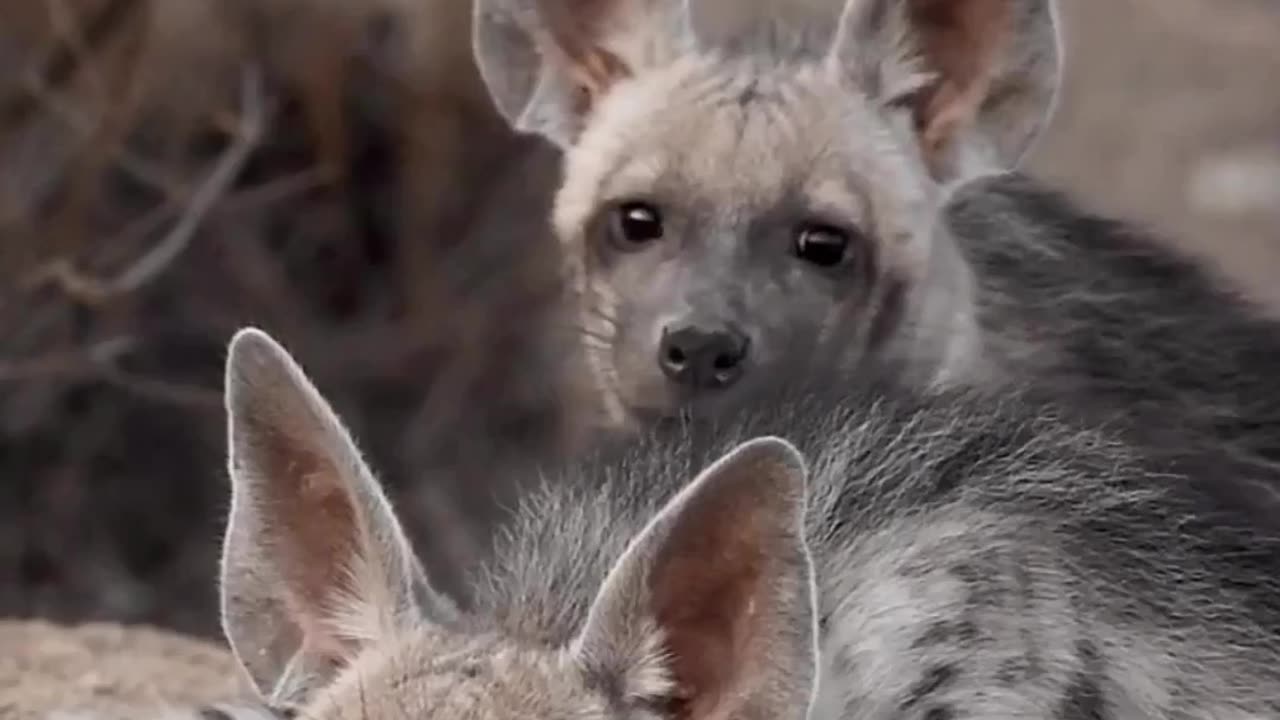 hyena