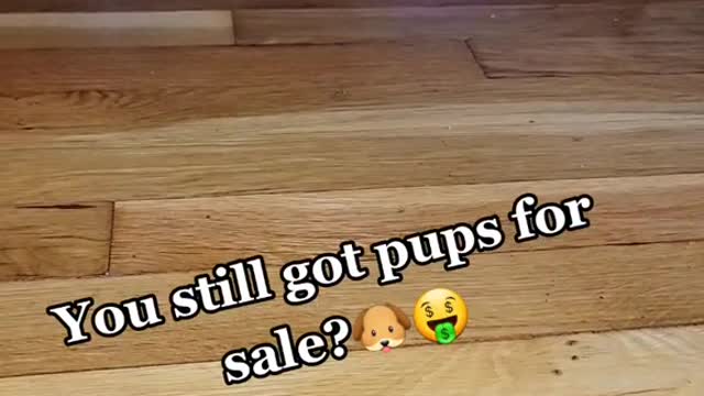 You still got pups for sale?