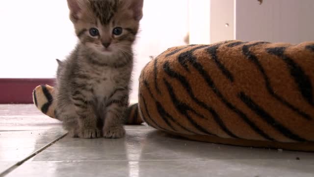 kitten with black one in background