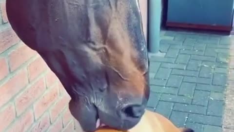 Cavalo e cachorrinho amigos