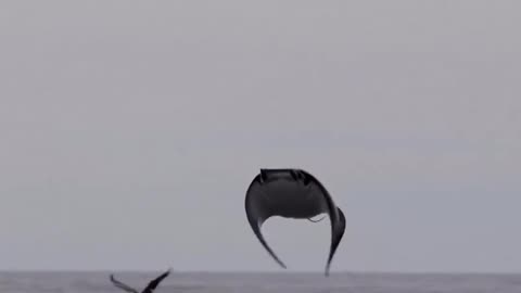 Incredible Flying Rays