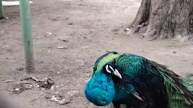 Peacock 🦚 Video By Kingdom Of Awais