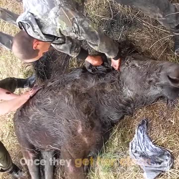Watching the moose fight her way back up on all fours was an emotional rollercoaster