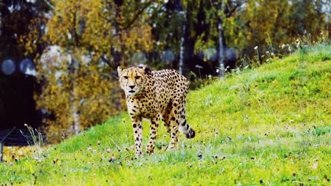 Leopard gait