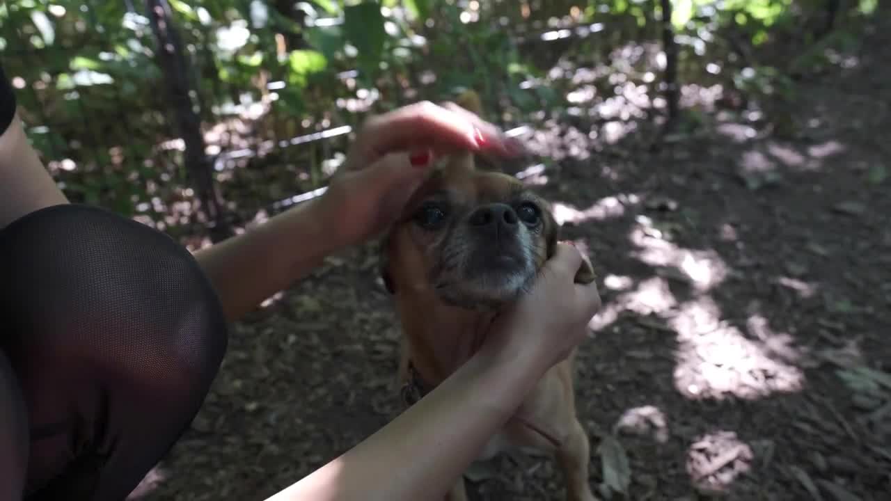 Asian Woman Petting Dog in Park