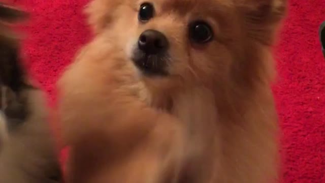 Black and white dog begging on command but brown dog doesnt get it