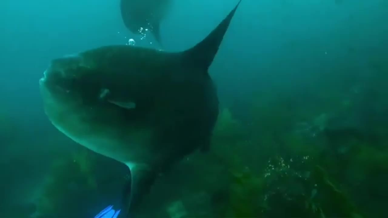 Scuba diver swims among one of the world's most bizarre fish