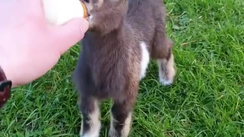 Baby goat