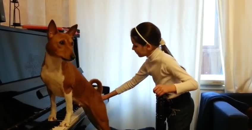 Dog Plays Piano and Sings