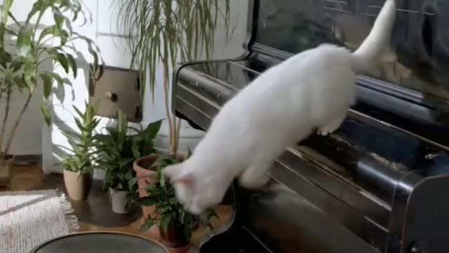 🐈 CAT JUMP ON TV 🐈