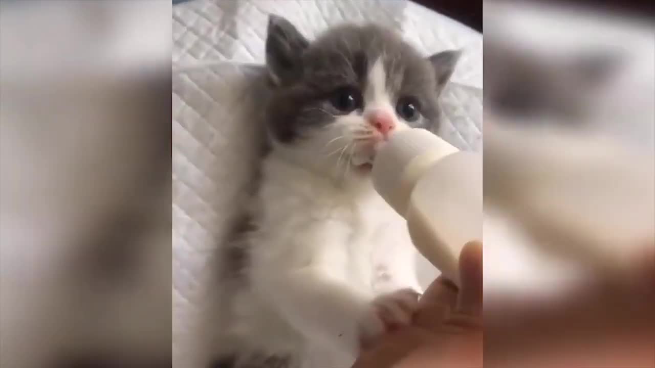 Baby cats video-funny and cute cat video 2020 compilation.