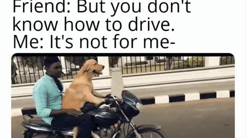 This dog is having a great time riding a motorcycle with a friend.