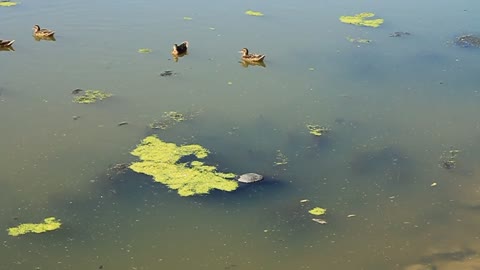 Ducks on lake video stock footage