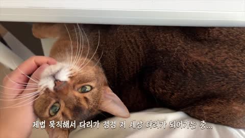 세상에서 가장 사랑스러운 고양이, 마일로 🤎