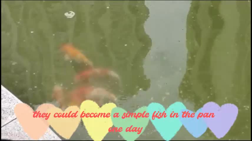 Happy life of little fish