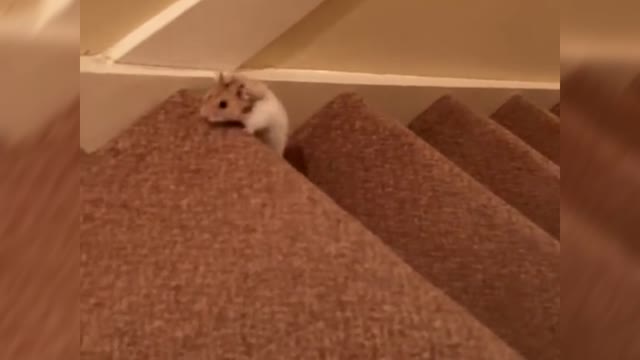 Funny hamsters. The funniest and most unusual videos from around the world!