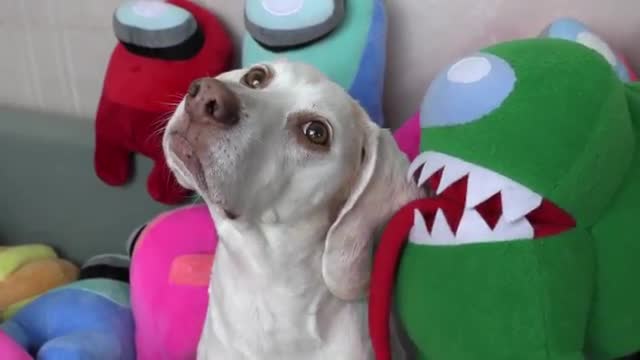 Dogs vs Among Us in Real Life Prank! Will Funny Dogs Maymo & Potpie Go For Imposter or Crewmate