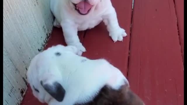 The two puppies are not fighting, but playing