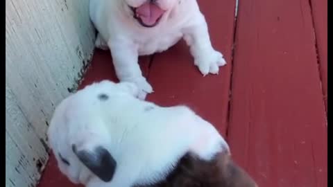 The two puppies are not fighting, but playing