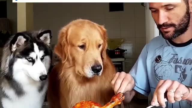 كلب مطيع للغاية dog is kepping gift