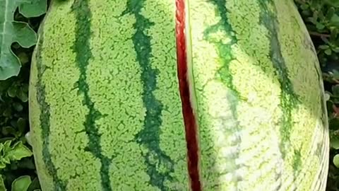 This watermelon is for your kindness