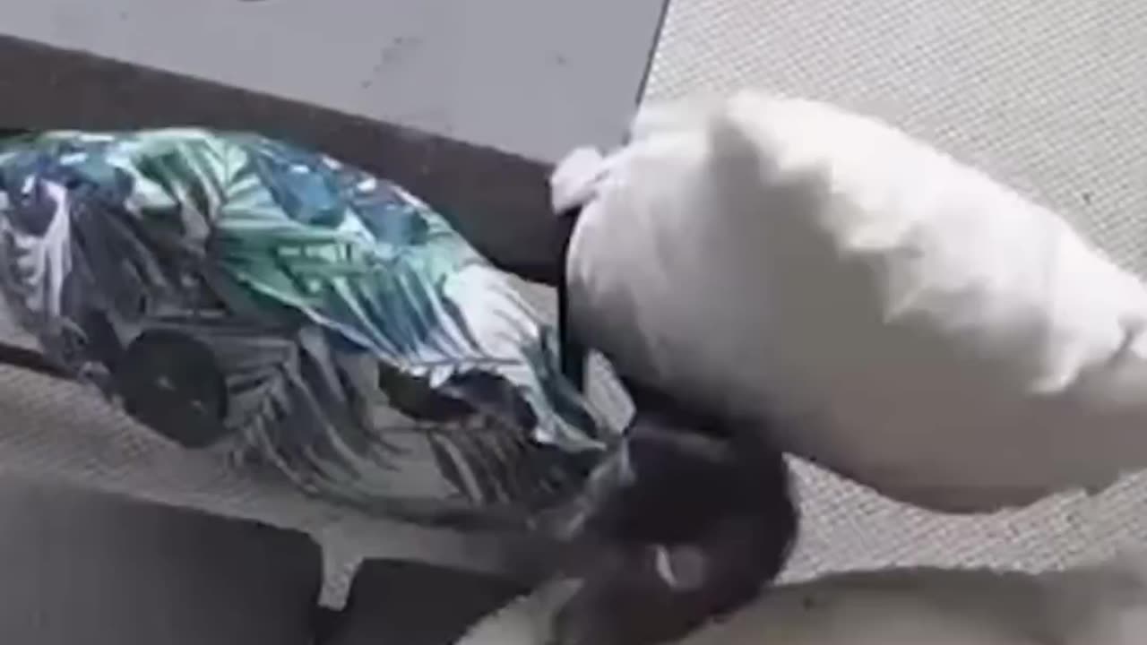 Funny Dogs And Cats Videos 2024 😅 - Best Funniest Animal Videos Of The Month 🥰👌 #127