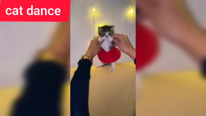 Baby Cats - Cute Cat Dancing - Beautiful Cat