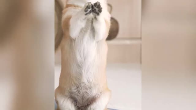 Dog is doing yoga . funny dog dance, cute dog