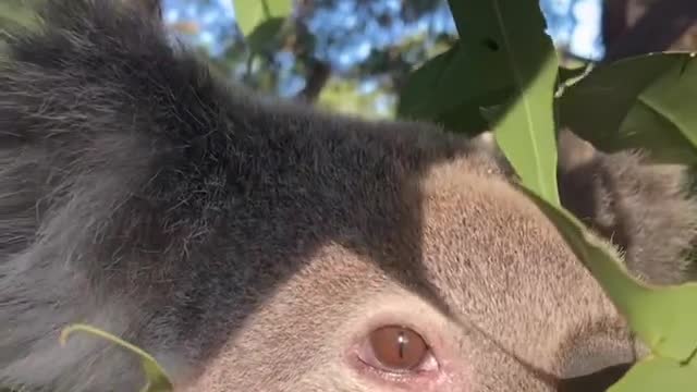 Koala eating Eucalyptus Slow but sure, Beautiful!