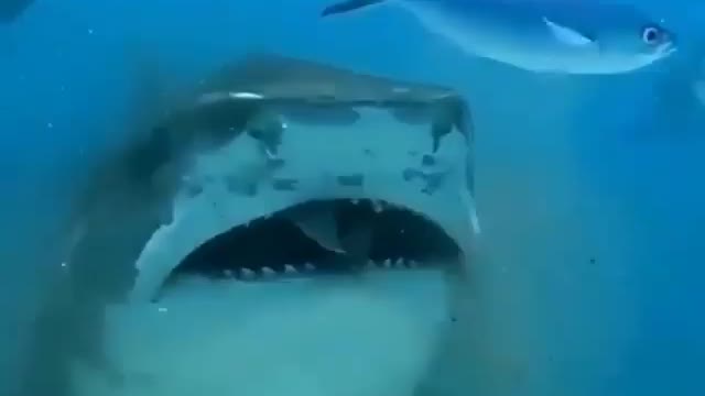 This is a beautiful and charming water-dwelling species