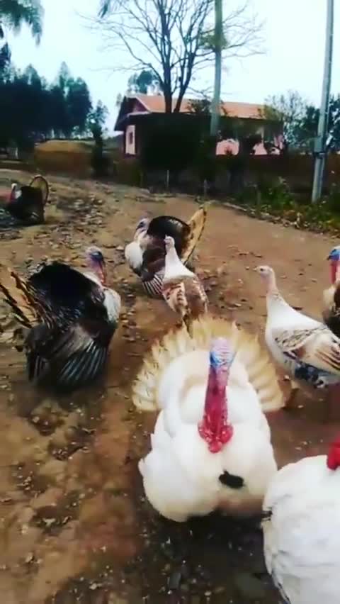 LINDOS ANIMAIS TUDO DA NATUREZA