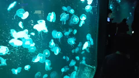 Jellyfish dance ~~