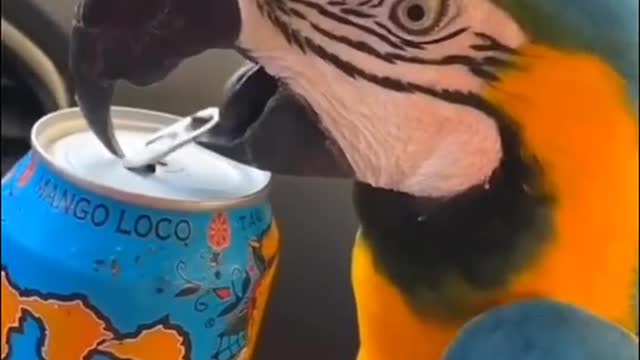 Parrot bird are Wanted to Cold Drink