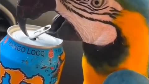 Parrot bird are Wanted to Cold Drink