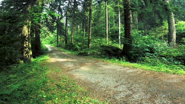 RAINY FOREST