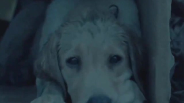 Street Dog Sad Status Story | Help Animals Motivation | Dog lover