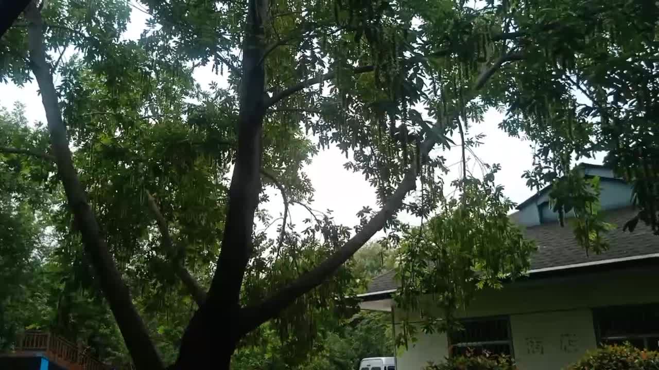 This little crow is running around under the tree