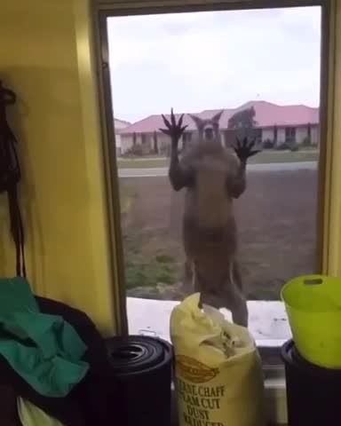 Stressed kangaroo knocks on glass.