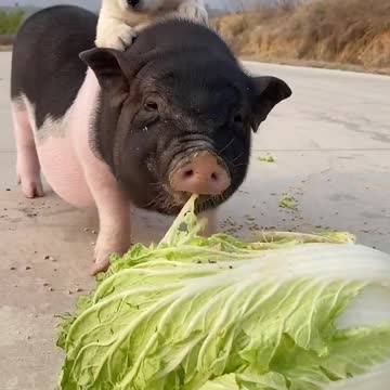 Vegetables eating pig
