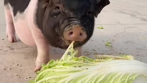 Vegetables eating pig