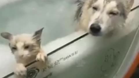 dog and cat in the bathtub 🛀🐈🐕