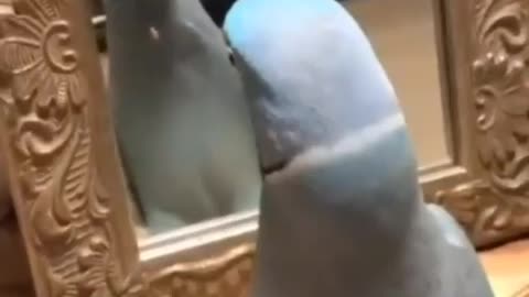 parrot and mirror