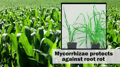 MycoMaxx Protects The Roots