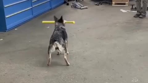 Amazing Dog playing cricket super shot batsman