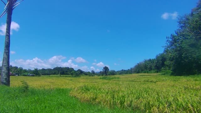 Rice Paddy